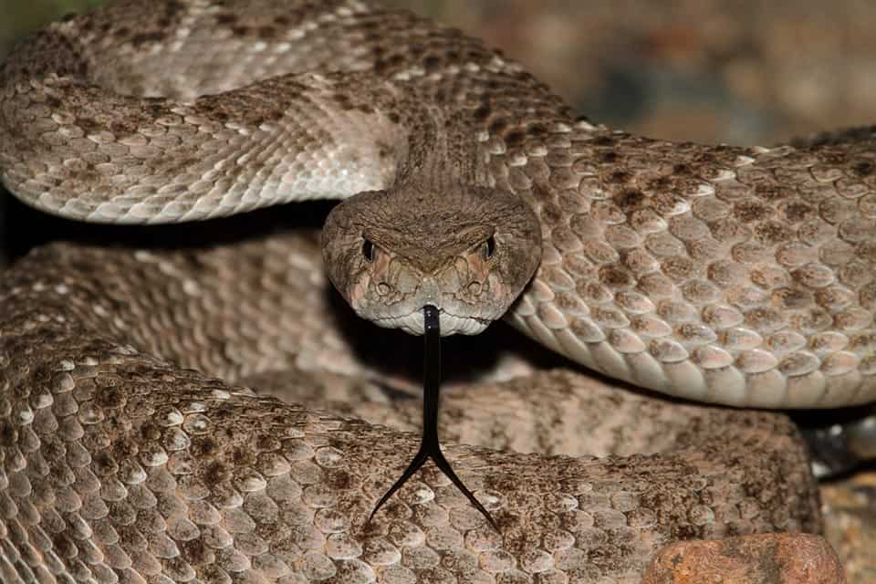 diamondback-rattlesnake