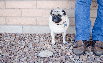 Dog at Gerard's Feet - Trainer