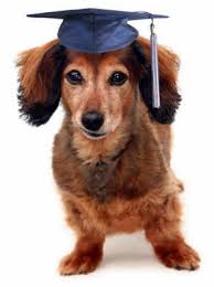 dog grad hat