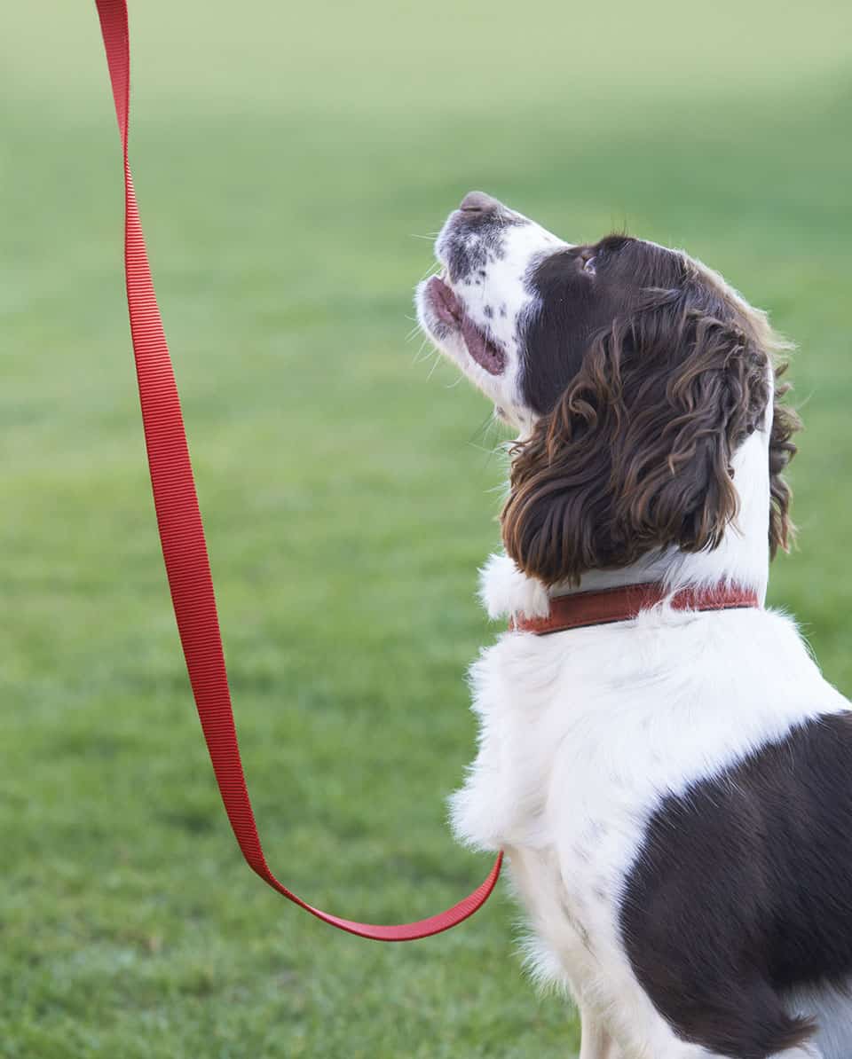 Dog on Leash