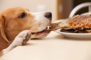 Dog Steeling Food