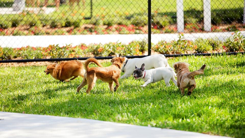 dogs-at-tucson-park